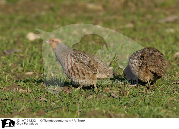 Grey Partridges / AT-01232