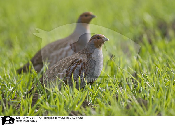 Rebhhner / Grey Partridges / AT-01234