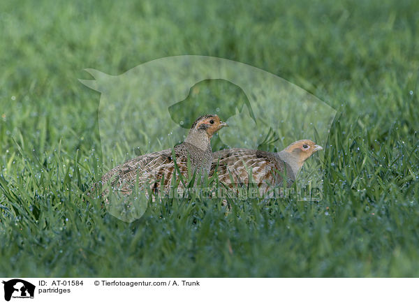 Rebhhner / partridges / AT-01584
