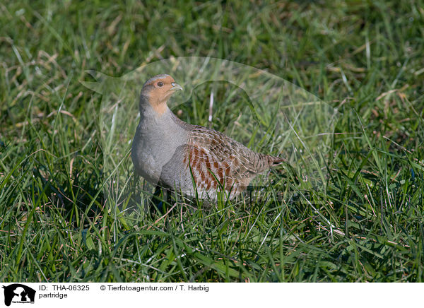 Rebhuhn / partridge / THA-06325