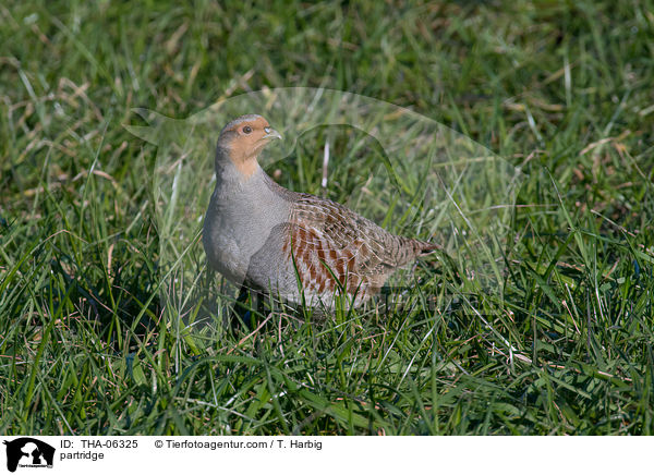 partridge / THA-06325