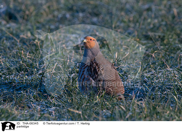 Rebhuhn / partridge / THA-06345
