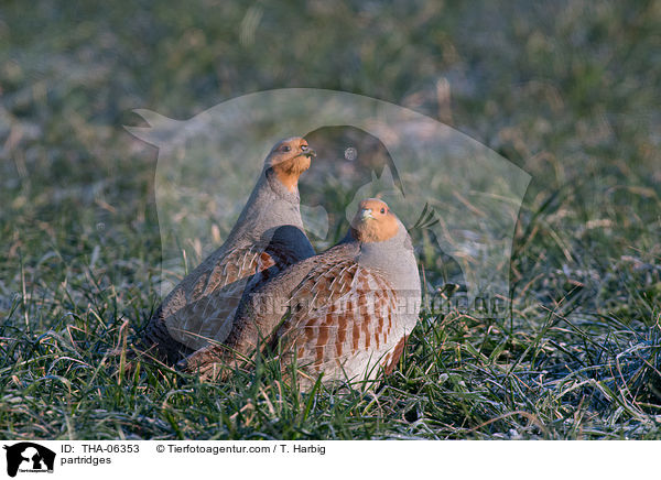 Rebhhner / partridges / THA-06353