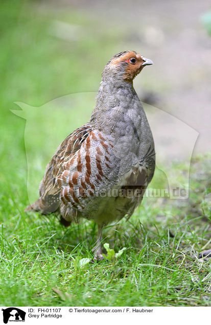 Rebhuhn / Grey Partridge / FH-01107