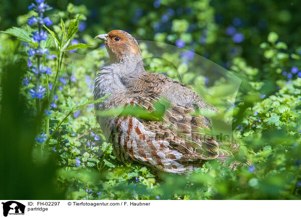 partridge / FH-02297