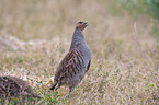 partridge