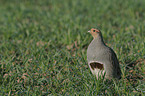 partridge