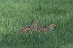 partridges