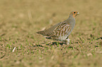 partridge