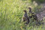 partridges