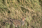 partridge