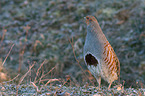 partridge