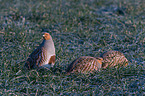 partridges