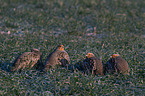 partridges