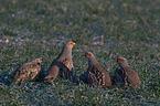 partridges