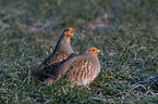 partridges