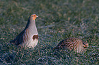 partridges