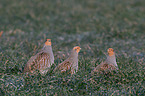 partridges