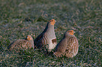 partridges