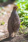 partridge