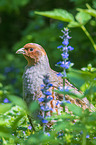 partridge
