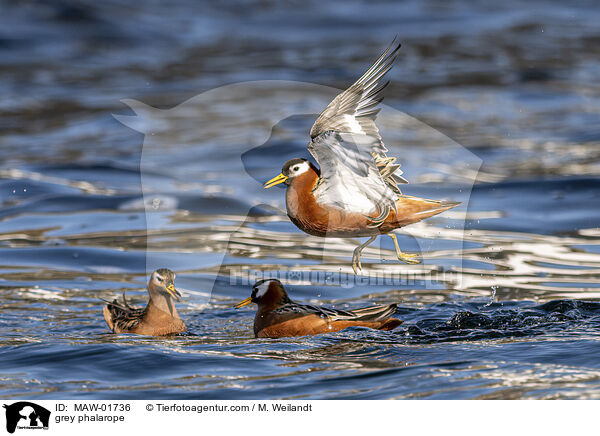 grey phalarope / MAW-01736