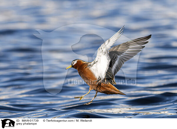 Thorshhnchen / grey phalarope / MAW-01739