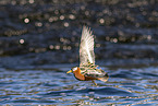grey phalarope