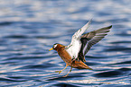 grey phalarope