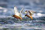 grey phalarope