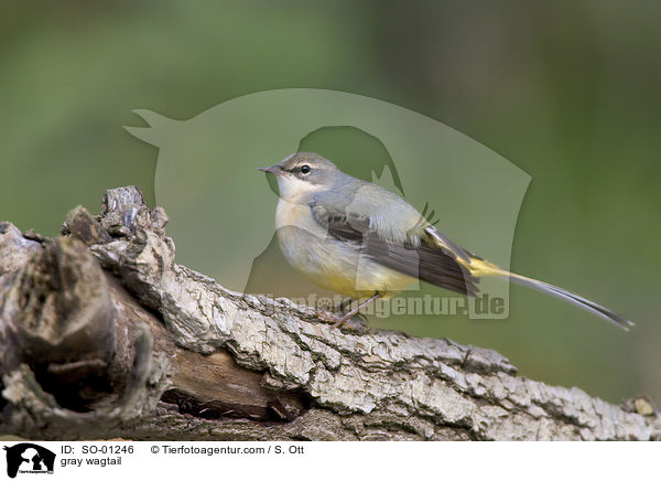 gray wagtail / SO-01246