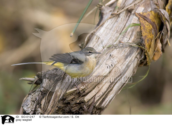 Gebirgsstelze / gray wagtail / SO-01247