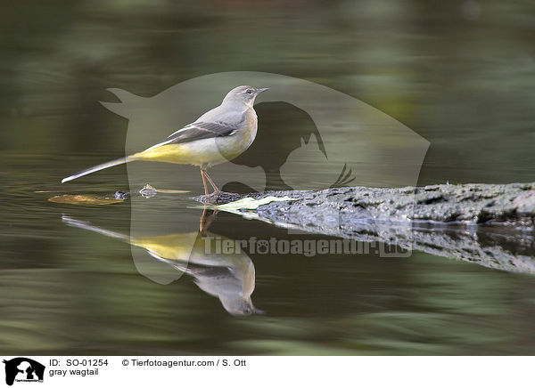 Gebirgsstelze / gray wagtail / SO-01254