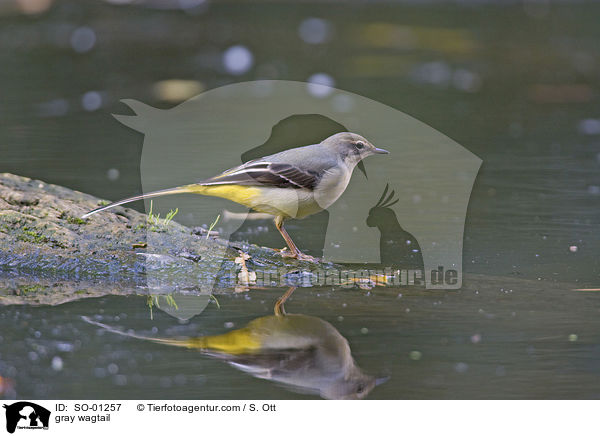 Gebirgsstelze / gray wagtail / SO-01257