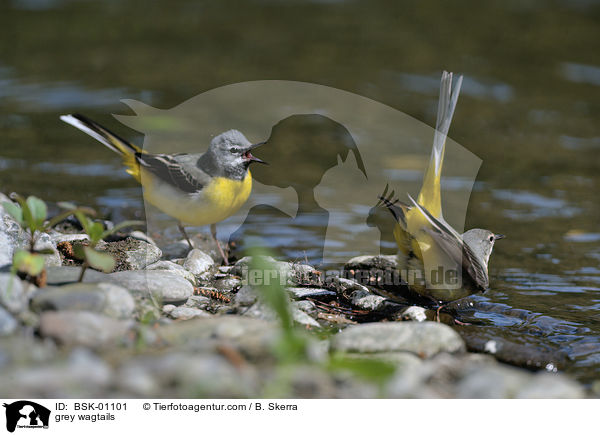 grey wagtails / BSK-01101