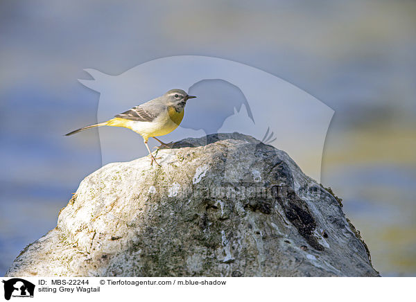 sitting Grey Wagtail / MBS-22244