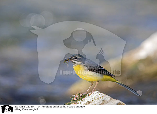 sitting Grey Wagtail / MBS-22245