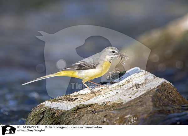 sitting Grey Wagtail / MBS-22246