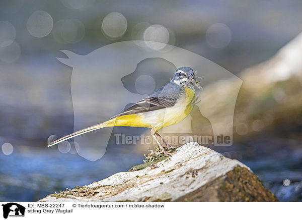 sitting Grey Wagtail / MBS-22247