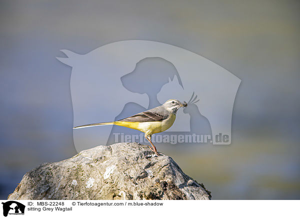 sitting Grey Wagtail / MBS-22248