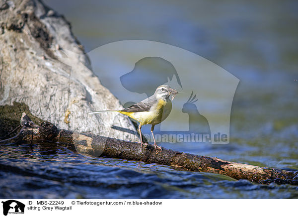 sitting Grey Wagtail / MBS-22249