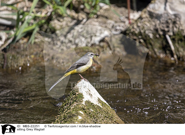 sitting Grey Wagtail / MBS-22251