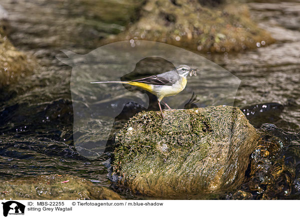sitting Grey Wagtail / MBS-22255