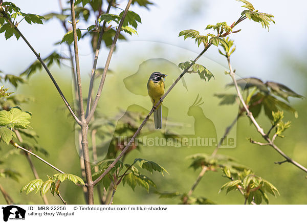 sitzende Gebirgsstelze / sitting Grey Wagtail / MBS-22256