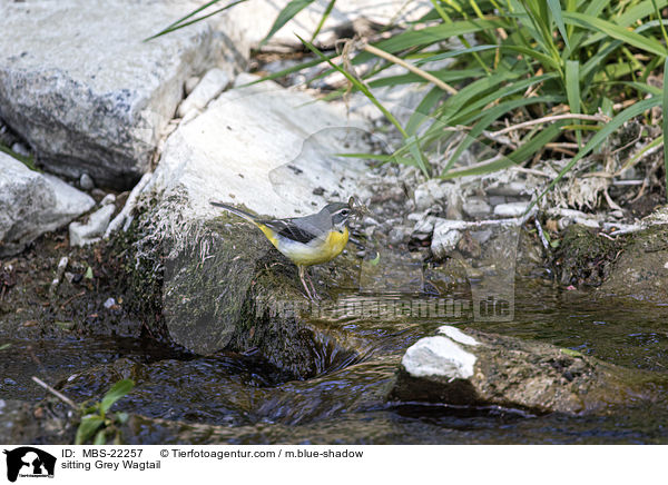 sitting Grey Wagtail / MBS-22257