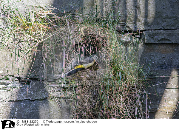 Gebirgsstelze mit Kken / Grey Wagtail with chicks / MBS-22259