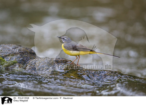 Grey Wagtail / FH-01558