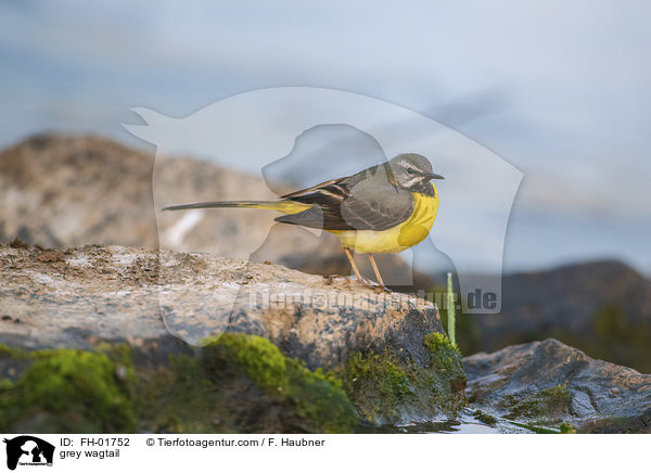grey wagtail / FH-01752