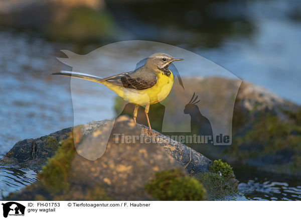 grey wagtail / FH-01753
