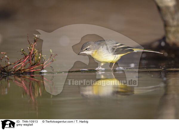 grey wagtail / THA-10913